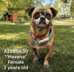 Shelter Stray Female Dog last seen , 3201 Lacy St, Los Angeles, CA 90031, USA