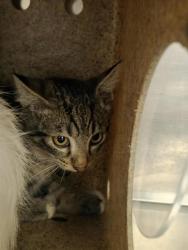 Shelter Stray Unknown Cat last seen Near BLOCK MIDDLE PARK, 4522 W 3500 S, West Valley City, UT 84120, USA