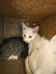 Shelter Stray Male Cat last seen Near BLOCK MIDDLE PARK, 4522 W 3500 S, West Valley City, UT 84120, USA