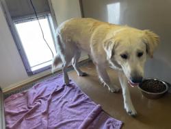 Shelter Stray Male Dog last seen Near BLOCK CORTE SAN LUIS, PERRIS, CA, 227 N D St, Perris, CA 92570, USA