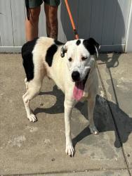 Shelter Stray Female Dog last seen Near BLOCK BANK, 3528 Newburg Rd, Louisville, KY 40218, USA
