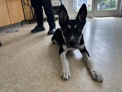 Shelter Stray Male Dog last seen , 957 N Gaffey St, San Pedro, CA 90731, USA