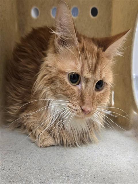 Shelter Stray Unknown Cat last seen Near BLOCK WEDEKIND RD, RENO NV 89512, 2825 Longley Ln Suite A, Reno, NV 89502, USA