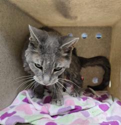 Shelter Stray Female Cat last seen Near BLOCK S VIRGINIA ST, RENO NV 89502, 2825 Longley Ln Suite A, Reno, NV 89502, USA