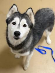 Shelter Stray Female Dog last seen CENTRAL AVE & FLORINE DR, 130 Beyer Way, Chula Vista, CA 91911, USA