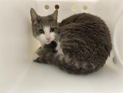 Shelter Stray Female Cat last seen Near BLOCK N 90TH ST, 3839 W Burnham St, West Milwaukee, WI 53215, USA