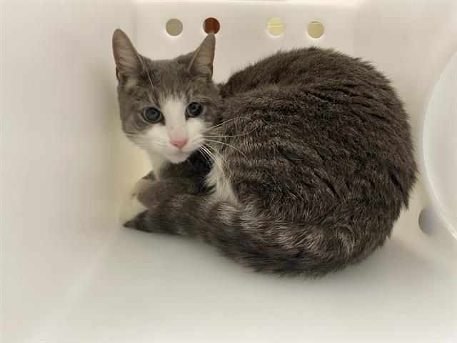 Shelter Stray Female Cat last seen Near BLOCK N 90TH ST, 3839 W Burnham St, West Milwaukee, WI 53215, USA
