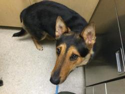 Shelter Stray Male Dog last seen HARLEY JOHN RD & CAJALCO RD, RIVERSIDE, CA 92504, 6851 Van Buren Boulevard, Jurupa Valley, CA 92509, USA