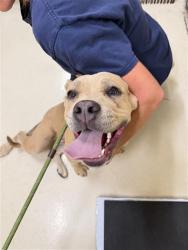 Shelter Stray Female Dog last seen PARK NEAR CHERRY ST, 1950 Stevenson Blvd, Fremont, CA 94538, USA