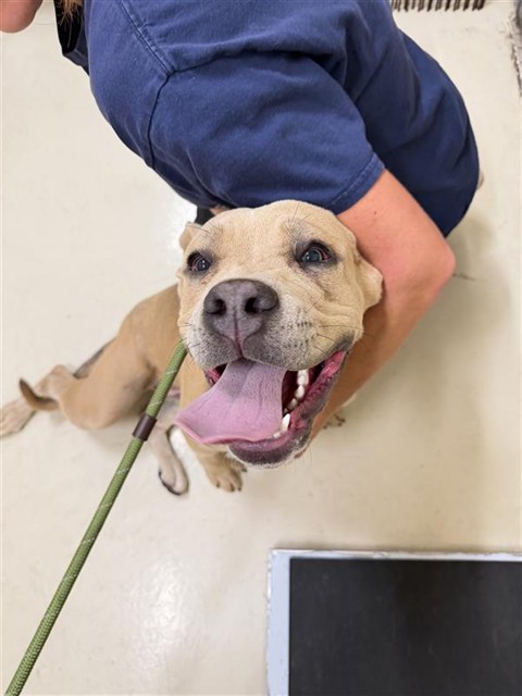 Shelter Stray Female Dog last seen PARK NEAR CHERRY ST, 1950 Stevenson Blvd, Fremont, CA 94538, USA