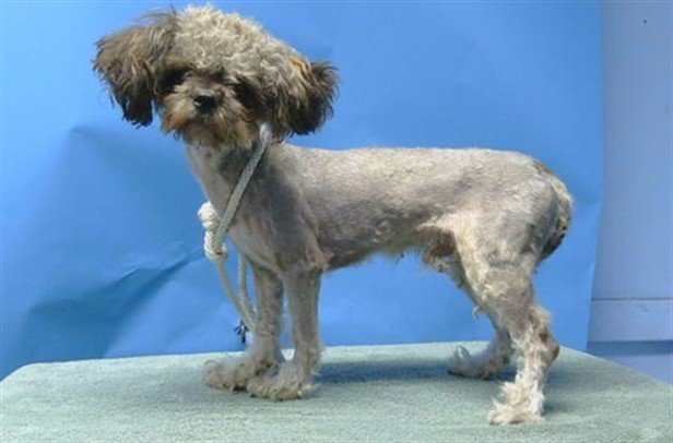 Shelter Stray Male Dog last seen , 216 W Victoria St, Gardena, CA 90248, USA