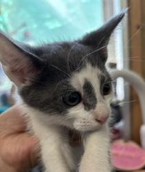 Shelter Stray Male Cat last seen , 333 Chandler Pl, San Bernardino, CA 92408, USA