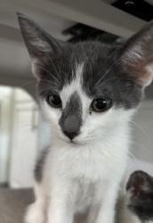 Shelter Stray Female Cat last seen , 333 Chandler Pl, San Bernardino, CA 92408, USA