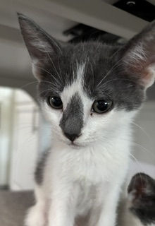 Shelter Stray Female Cat last seen , 333 Chandler Pl, San Bernardino, CA 92408, USA