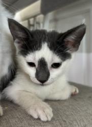 Shelter Stray Female Cat last seen , 333 Chandler Pl, San Bernardino, CA 92408, USA