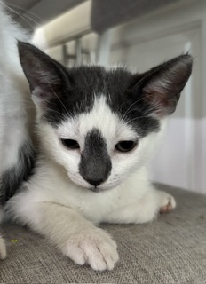 Shelter Stray Female Cat last seen , 333 Chandler Pl, San Bernardino, CA 92408, USA