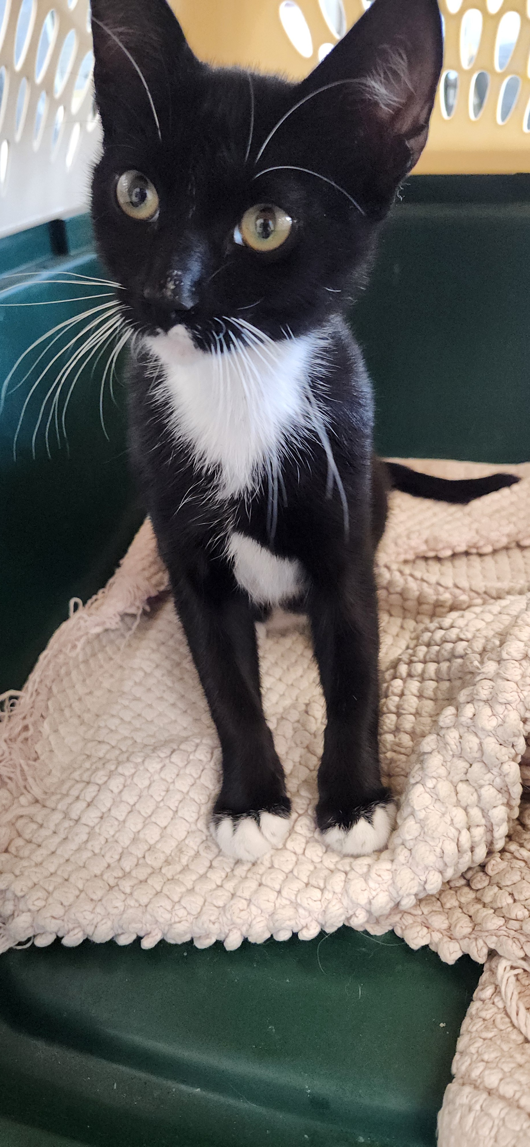 Shelter Stray Male Cat last seen , 11361 W Pico Blvd, Los Angeles, CA 90064, USA