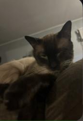 Lost Male Cat last seen Paramount, Ceres, CA 95307