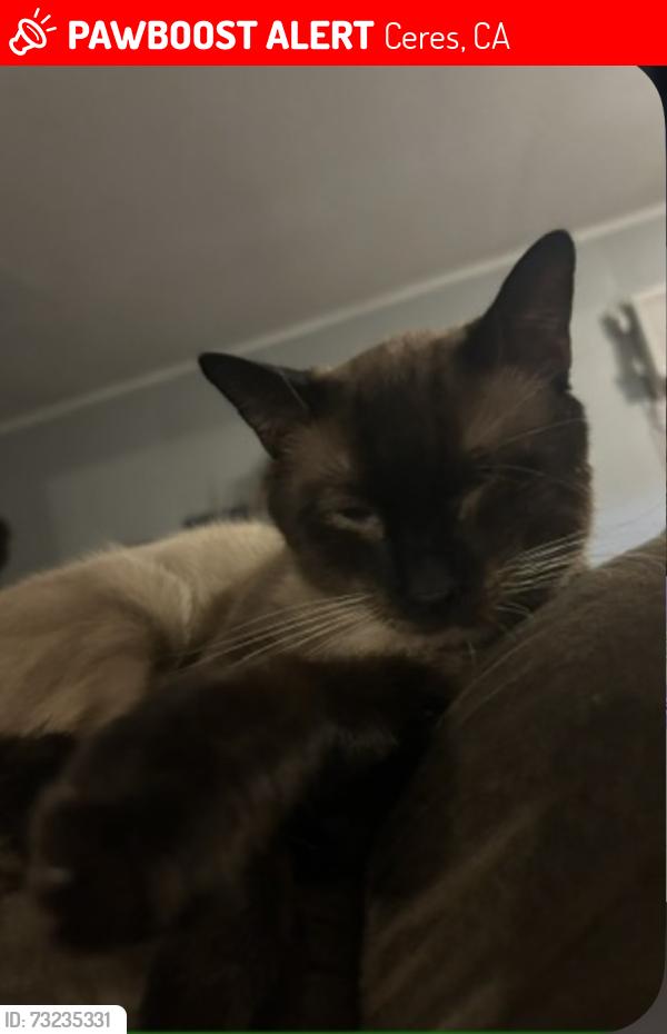 Lost Male Cat last seen Paramount, Ceres, CA 95307