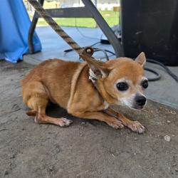 Shelter Stray Female Dog last seen Near BLK W 14TH ST, LONG BEACH CA, 90813, 7700 E Spring St, Long Beach, CA 90815, USA