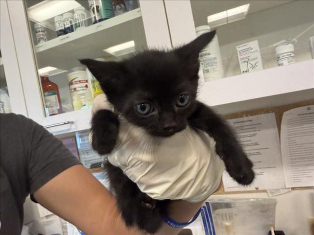 Shelter Stray Female Cat last seen Near BLOCK PUEBLO BONITA SANTA FE NM 87507, 100 Caja Del Rio Rd, Santa Fe, NM 87507, USA