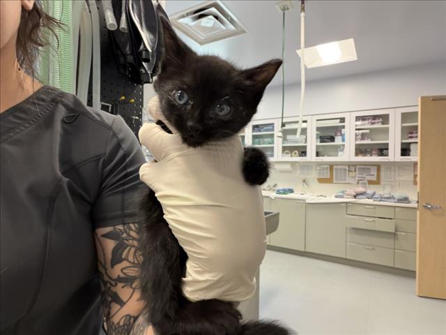 Shelter Stray Male Cat last seen Near BLOCK PUEBLO BONITA SANTA FE NM 87507, 100 Caja Del Rio Rd, Santa Fe, NM 87507, USA