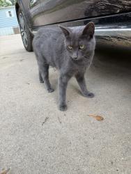 Lost Female Cat last seen Fairview and Wade Hampton, Taylors, SC 29687