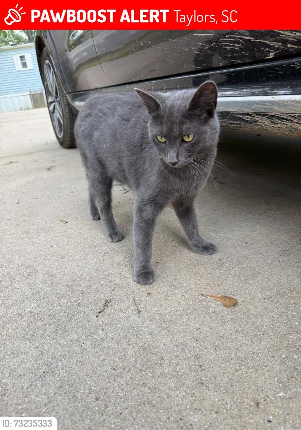 Lost Female Cat last seen Fairview and Wade Hampton, Taylors, SC 29687