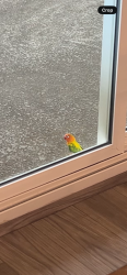 Found/Stray Unknown Bird last seen Fairview and 17th, Santa Ana, CA 92706