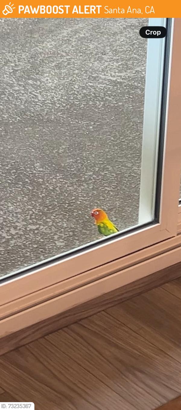 Found/Stray Unknown Bird last seen Fairview and 17th, Santa Ana, CA 92706