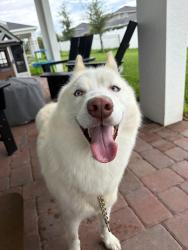 Reunited Male Dog last seen Celery and Riverside Oaks Way, Sanford, FL 32771
