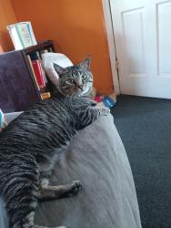 Reunited Male Cat last seen Near East Pittston Street Allentown Pennsylvania, Allentown, PA 18103