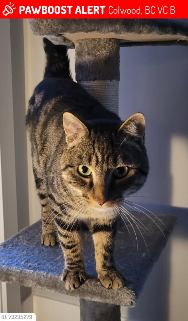 Lost Male Cat last seen Triumph @ Belmont, apmt building before the sidewalk ends, Colwood, BC V9C 1B3
