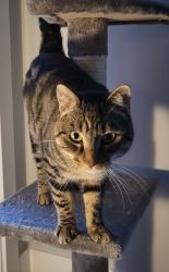 Lost Male Cat last seen Triumph @ Belmont, apmt building before the sidewalk ends, Colwood, BC V9C 1B3