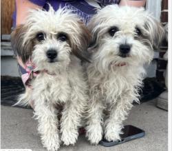 Lost Female Dog last seen Explorador Calle and Clarkson Ct, Welby, CO 80229