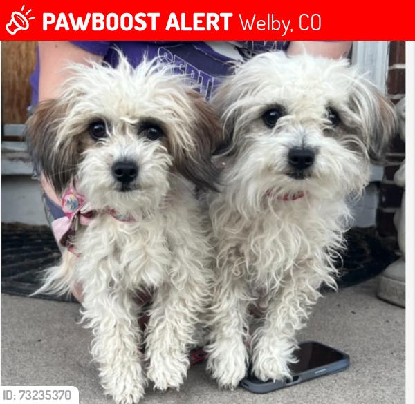 Lost Female Dog last seen Explorador Calle and Clarkson Ct, Welby, CO 80229