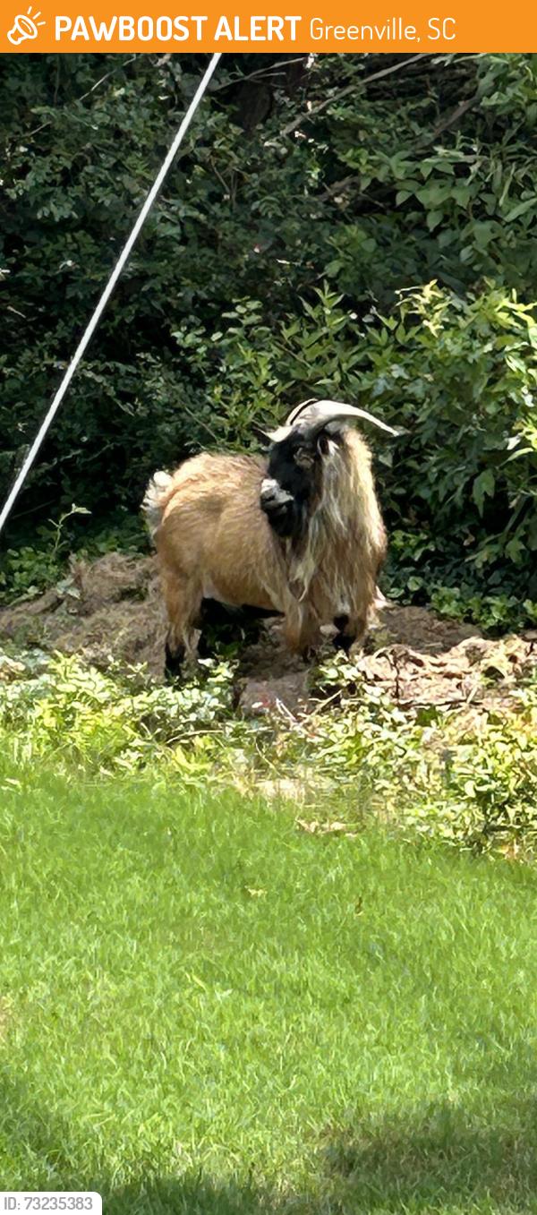 Found/Stray Unknown Other last seen South pleasanrburg Drive, Greenville, SC 29609