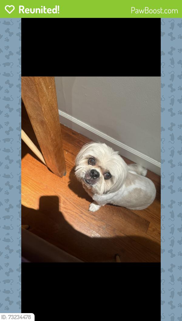 Reunited Female Dog last seen Franklin k lane highschool, Queens, NY 11421