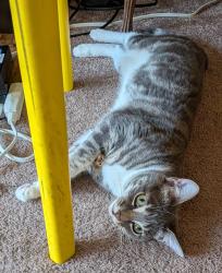 Reunited Female Cat last seen Haight and Steiner, San Francisco, CA 94117