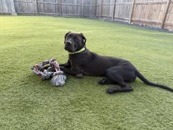 Reunited Male Dog last seen Rosalie, Houston, TX 77004