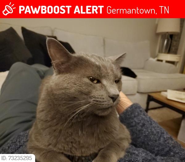Lost Male Cat last seen Near Wood Creek Dr. Germantown, TN 38138, Germantown, TN 38138