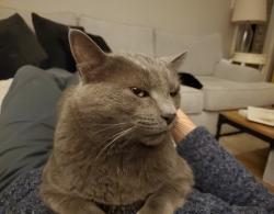 Lost Male Cat last seen Near Wood Creek Dr. Germantown, TN 38138, Germantown, TN 38138