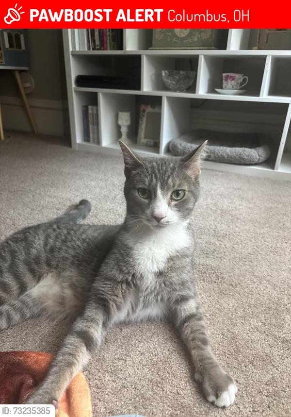 Lost Male Cat last seen Neil Avenue, Columbus, OH 43201