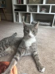 Lost Male Cat last seen Neil Avenue, Columbus, OH 43201