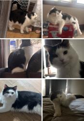 Lost Male Cat last seen S Chestnut and 9th, Green Bay, WI 54304