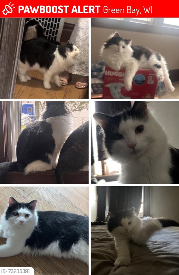 Lost Male Cat last seen S Chestnut and 9th, Green Bay, WI 54304