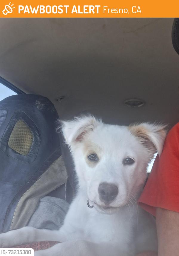 Found/Stray Female Dog last seen Maroa/Shields, Fresno, CA 93705