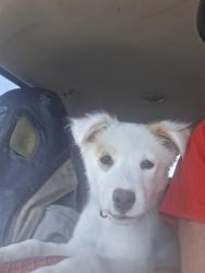 Found/Stray Female Dog last seen Maroa/Shields, Fresno, CA 93705