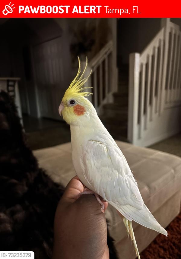 Lost Male Bird last seen Waters Ave, Tampa, FL 33614