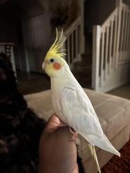 Lost Male Bird last seen Waters Ave, Tampa, FL 33614